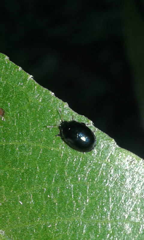 Chrysomelidae: Plagiodera versicolora? S.